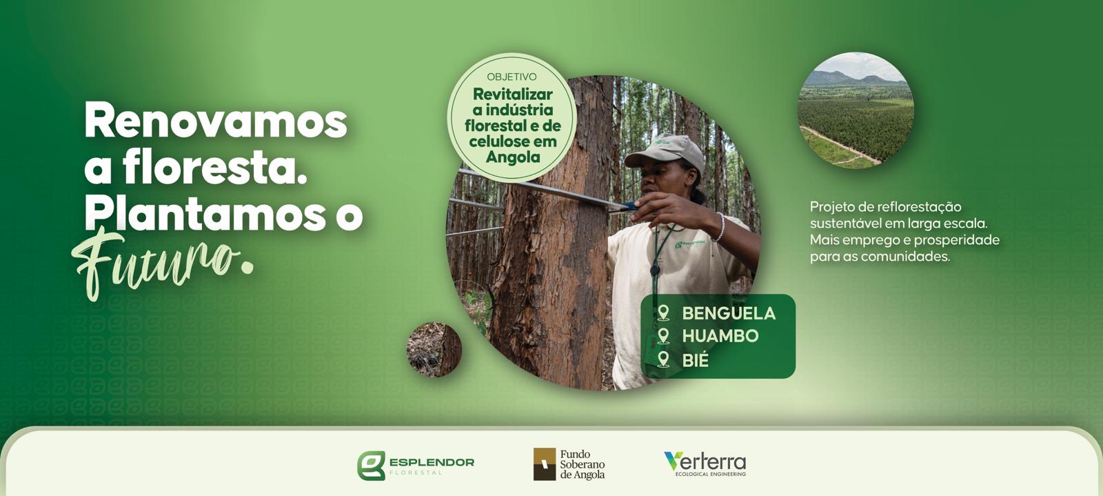 Renovamos a floresta. Plantamos o futuro. Projeto de reflorestação sustentável em Benguela, Huambo e Bié.